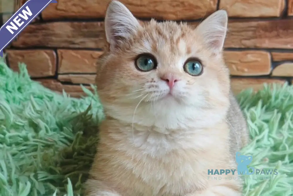 Uilliam British Shorthair male black golden spotted tabby live animals