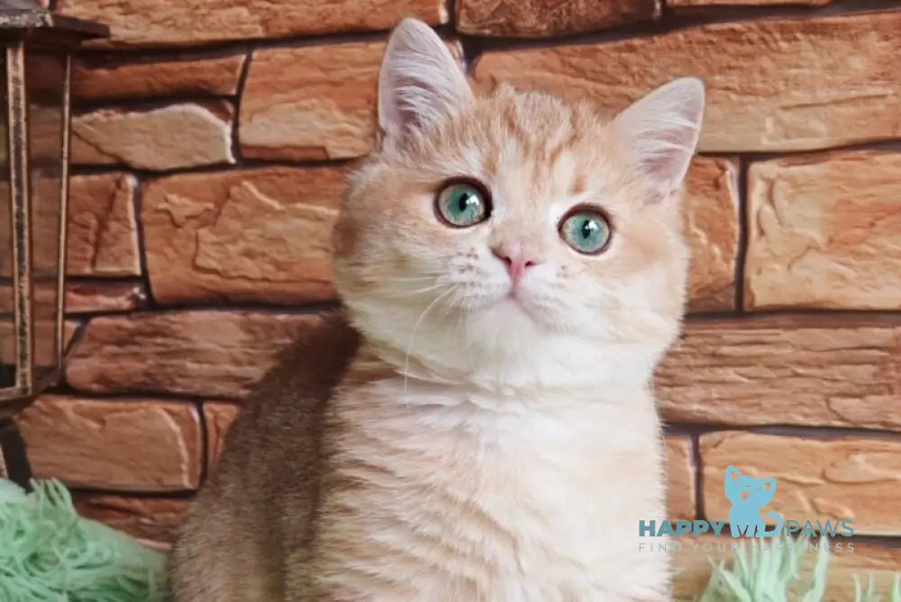 Uilliam British Shorthair male black golden spotted tabby live animals