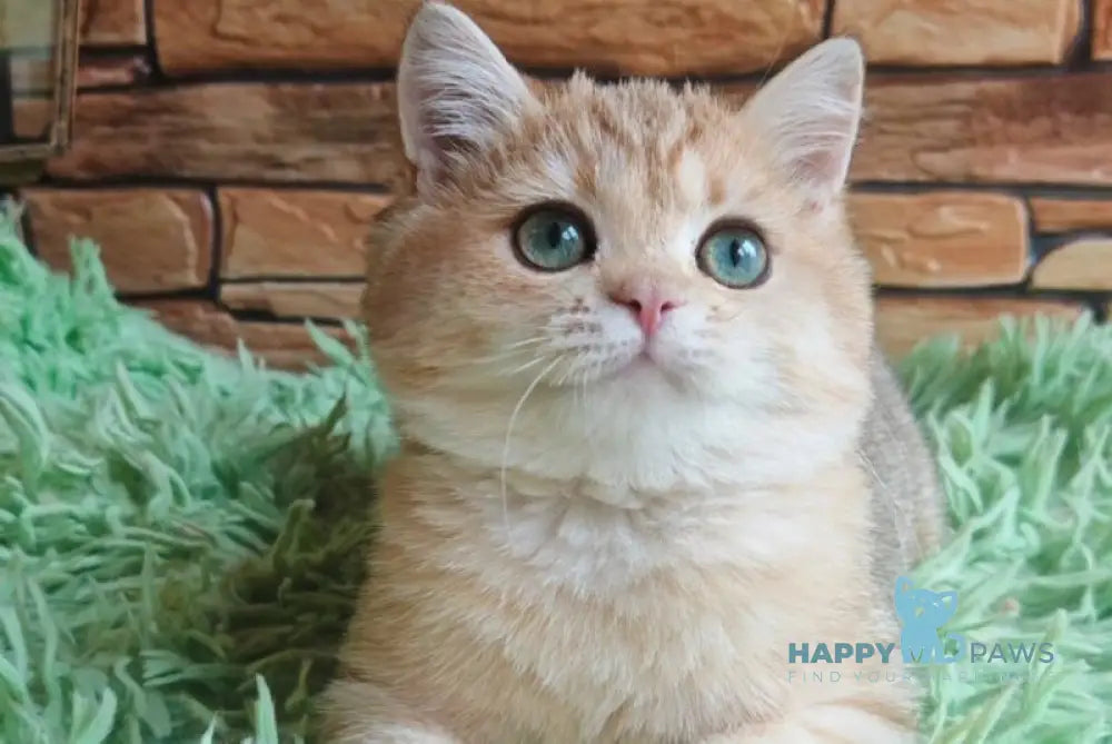 Uilliam British Shorthair male black golden spotted tabby live animals