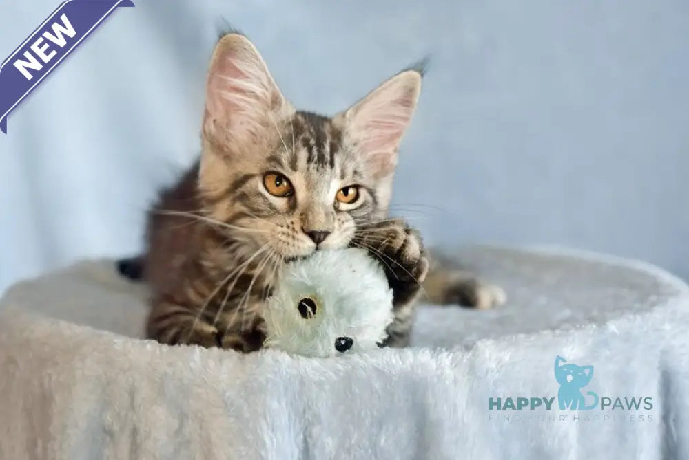 Uilliam Maine Coon male black silver tabby live animals