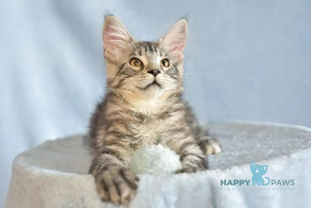 Uilliam Maine Coon male black silver tabby live animals