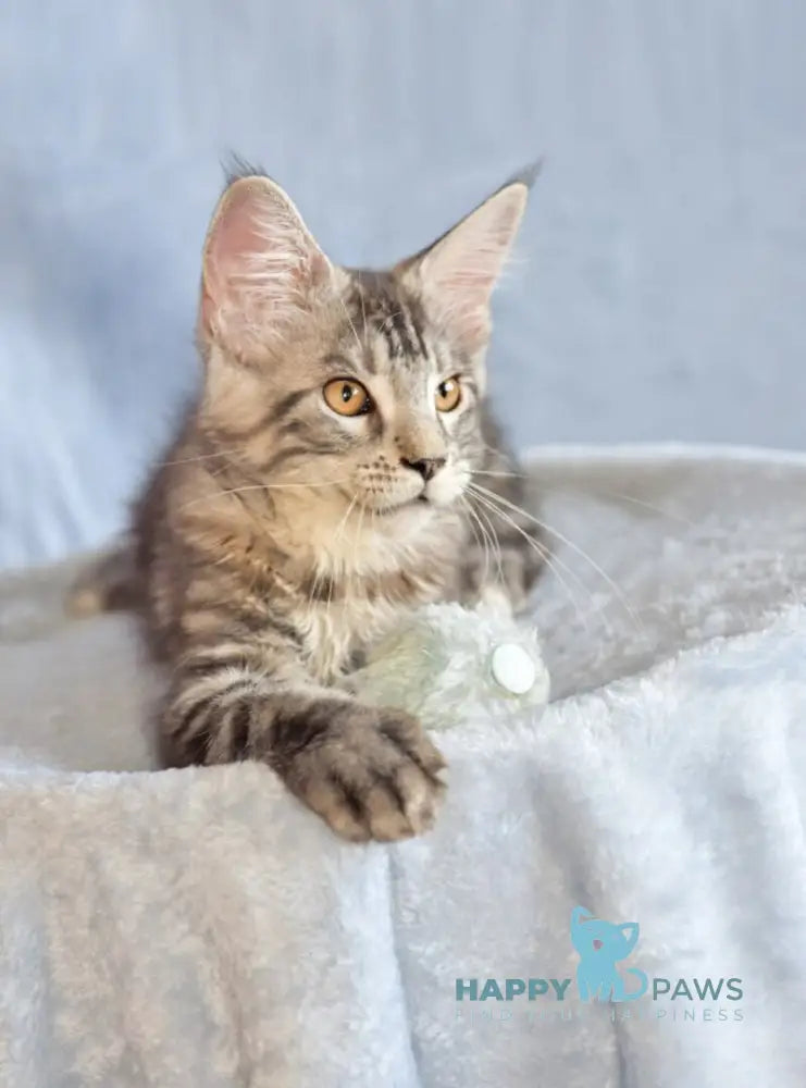 Uilliam Maine Coon male black silver tabby live animals