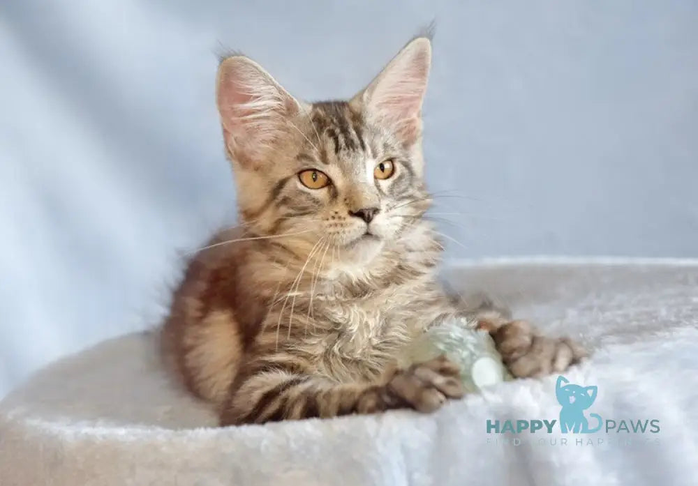 Uilliam Maine Coon male black silver tabby live animals