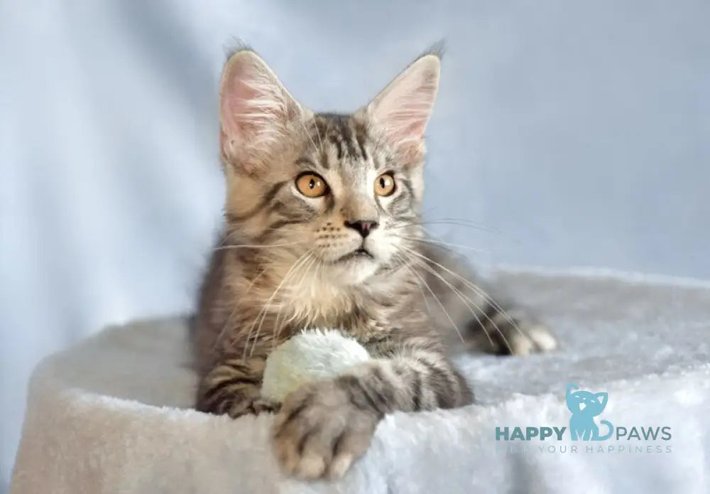 Uilliam Maine Coon male black silver tabby live animals