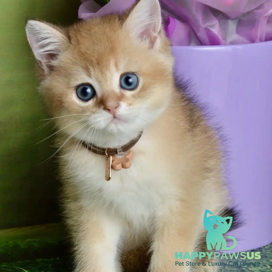 Uinston British Shorthair male black golden shaded - live animals