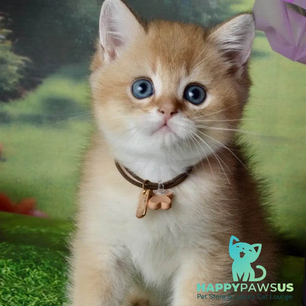 Uinston British Shorthair male black golden shaded - live animals