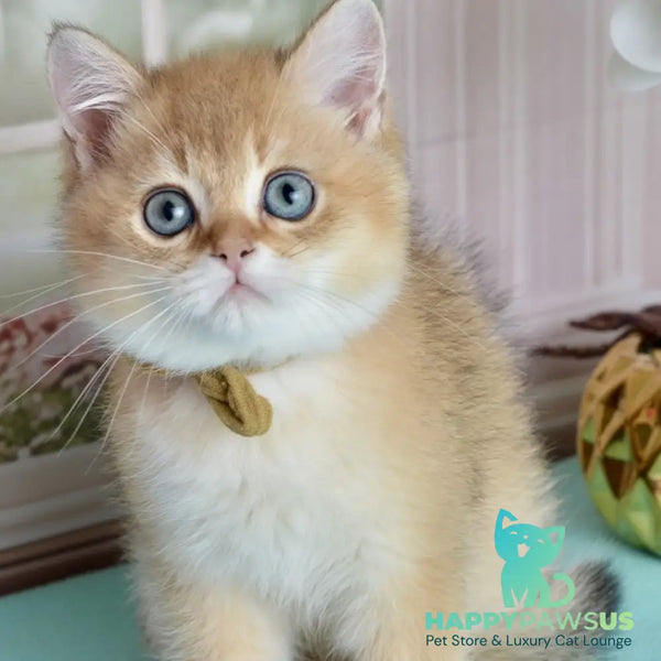 Uinston British Shorthair male black golden shaded - live animals