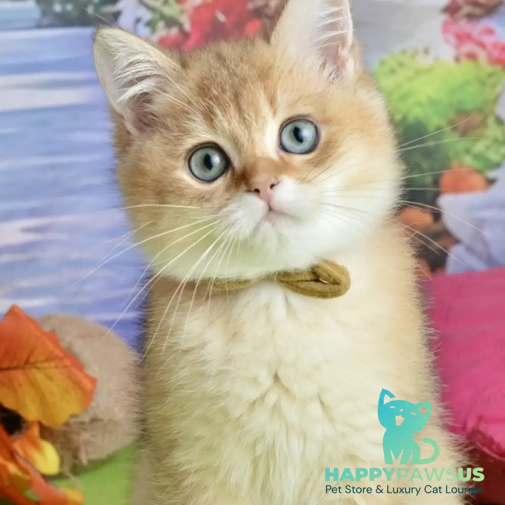 Uinston British Shorthair male black golden shaded - live animals