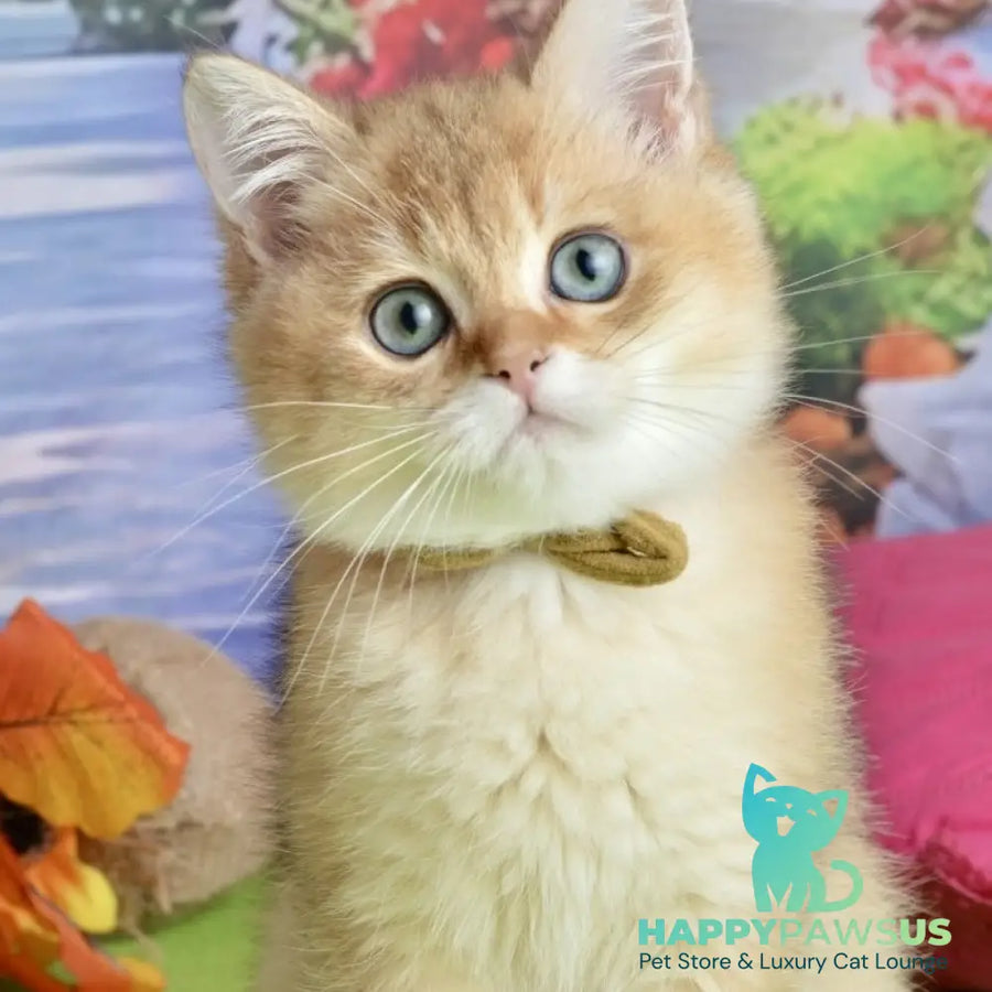 Uinston British Shorthair male black golden shaded - live animals