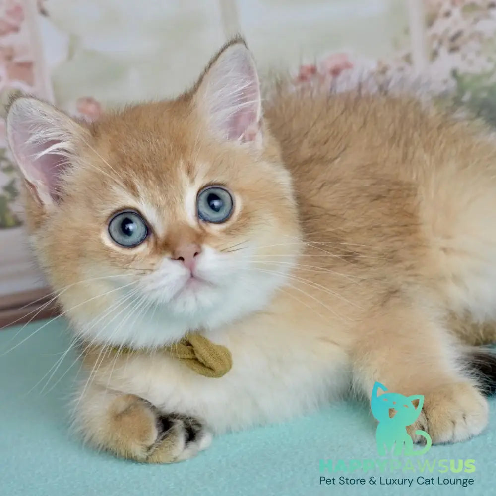 Uinston British Shorthair male black golden shaded - live animals