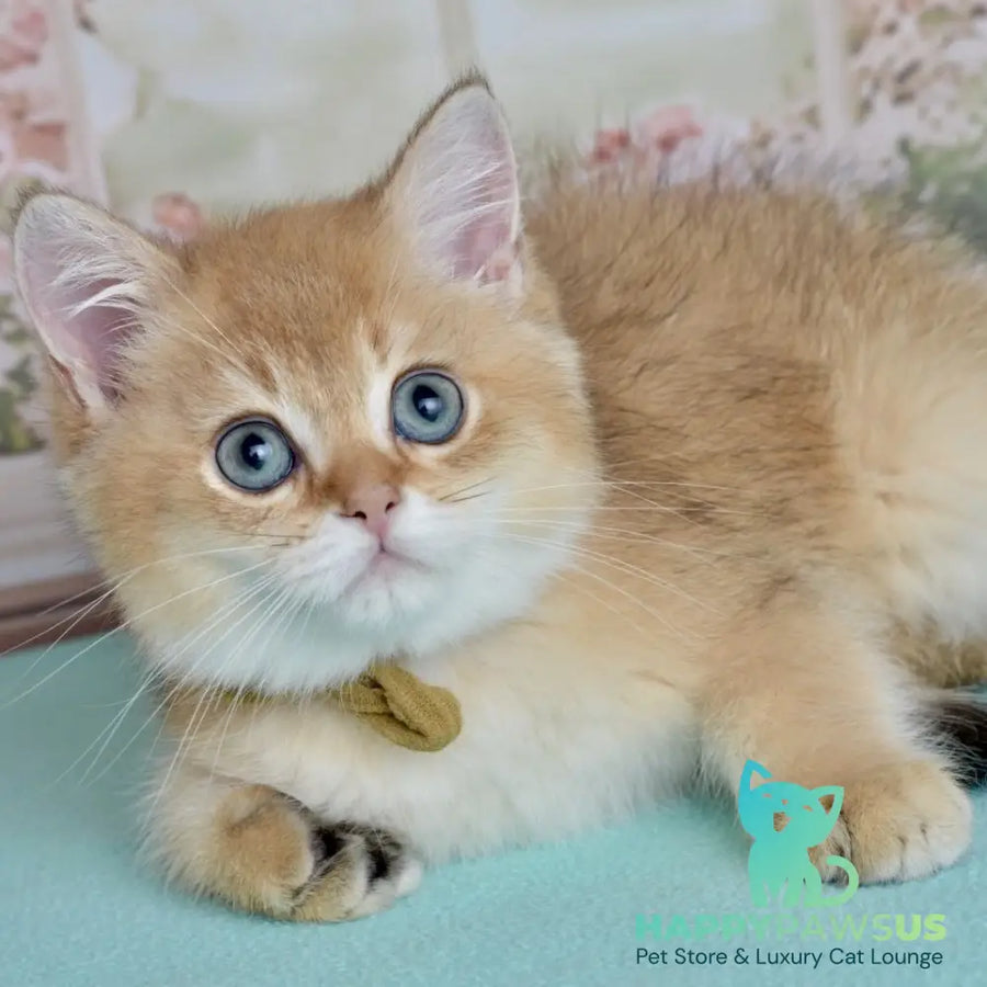 Uinston British Shorthair male black golden shaded - live animals