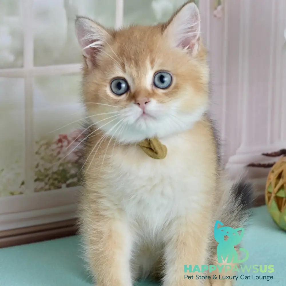 Uinston British Shorthair male black golden shaded - live animals