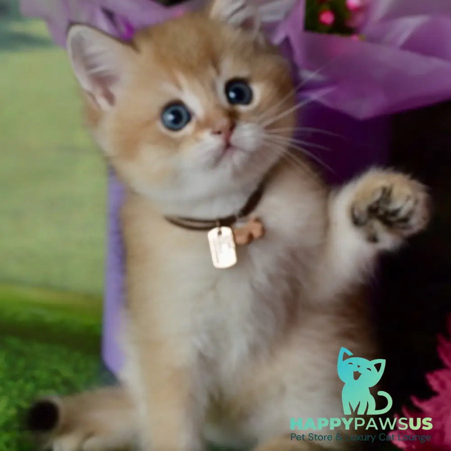 Uinston British Shorthair male black golden shaded - live animals