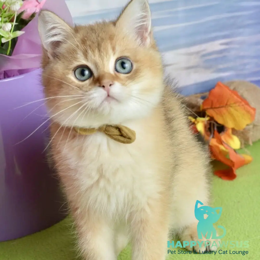 Uinston British Shorthair male black golden shaded - live animals