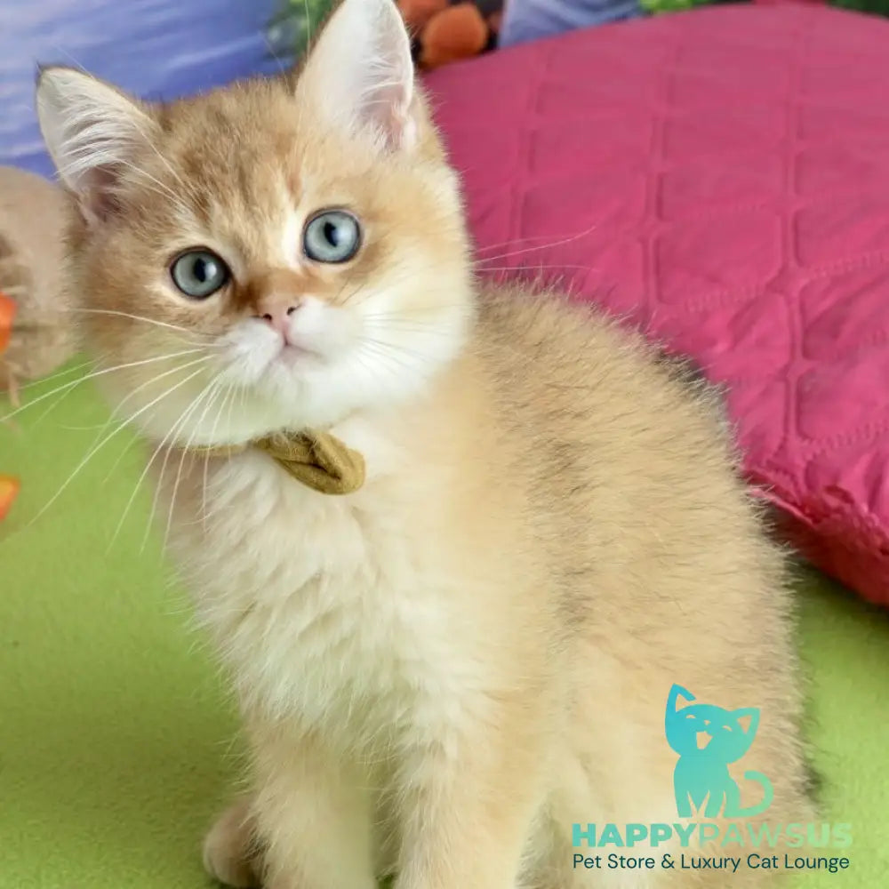 Uinston British Shorthair male black golden shaded - live animals
