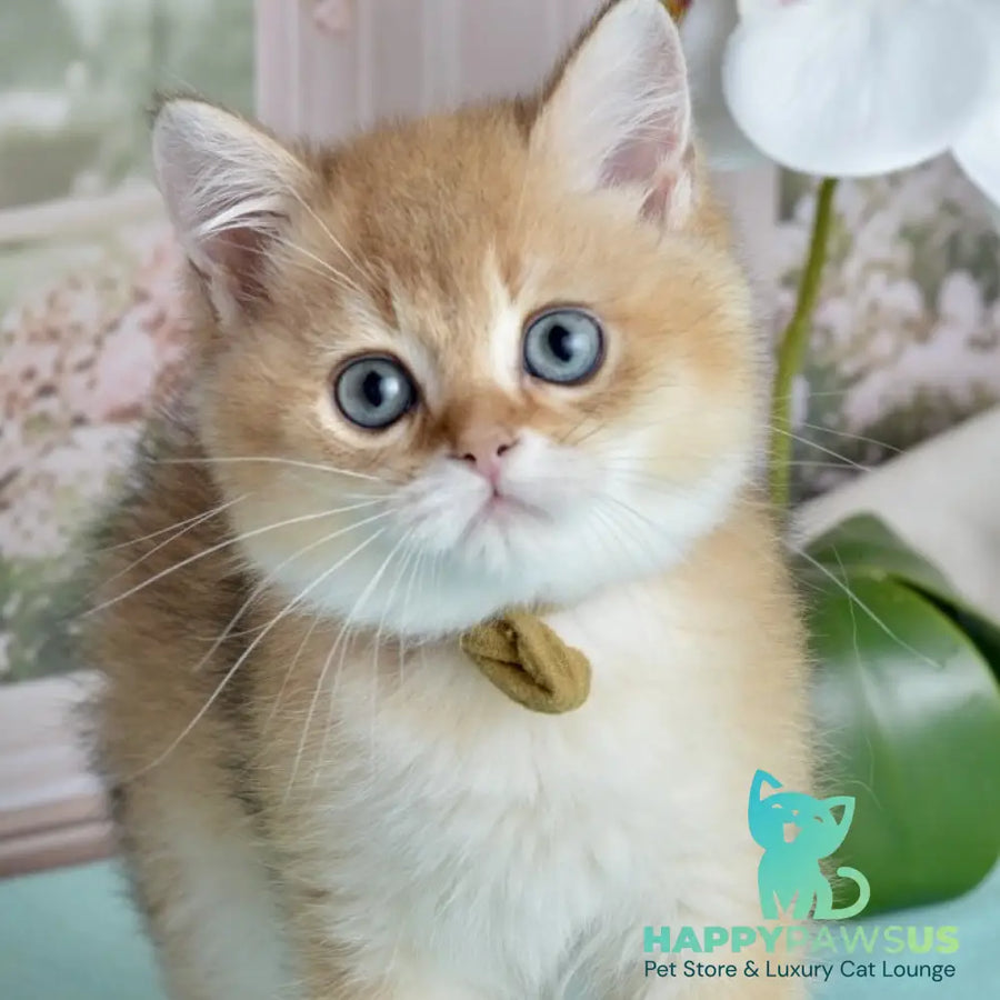 Uinston British Shorthair male black golden shaded - live animals