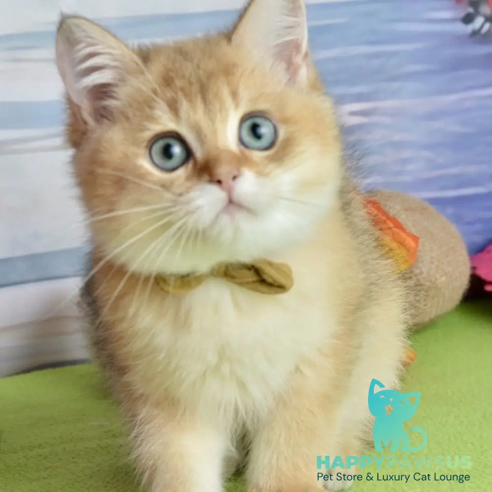 Uinston British Shorthair male black golden shaded - live animals