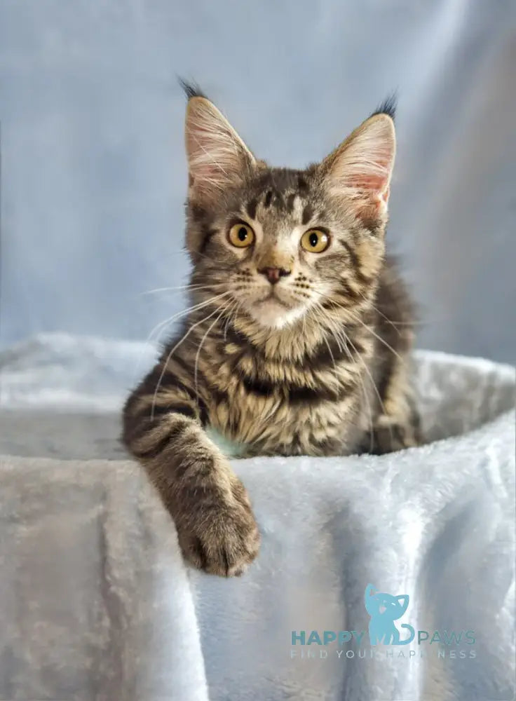 Uitni Maine Coon female black tabby live animals