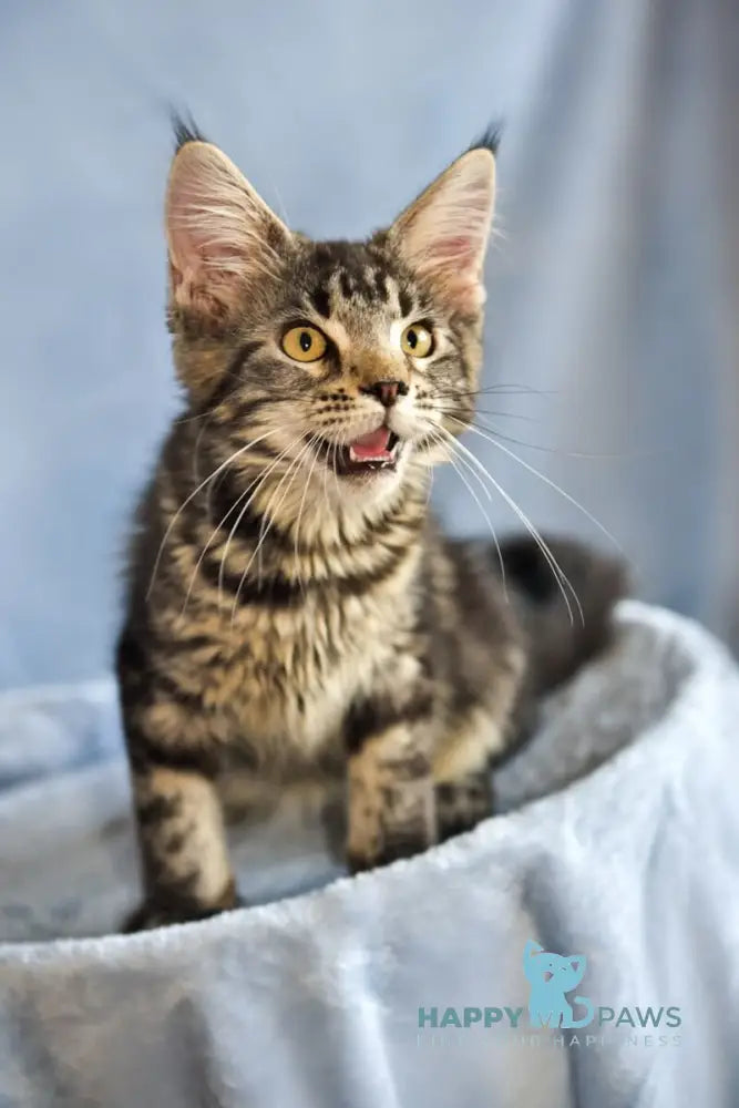 Uitni Maine Coon female black tabby live animals