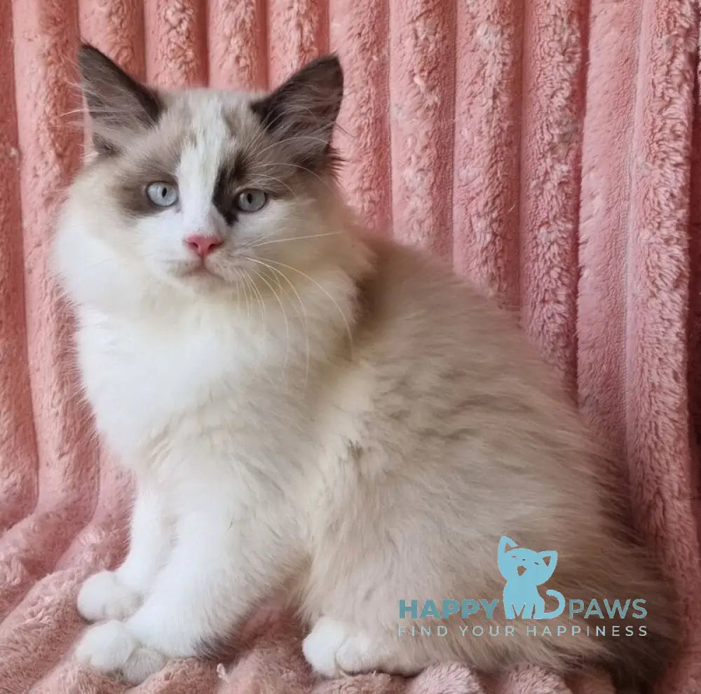 Ujin Siberian male seal tabby with white bicolour live animals