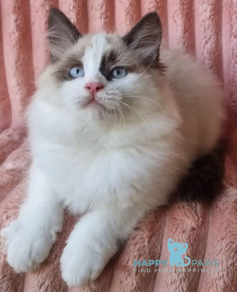 Ujin Siberian male seal tabby with white bicolour live animals