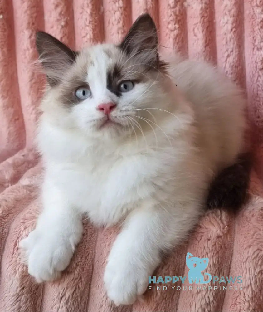 Ujin Siberian male seal tabby with white bicolour live animals