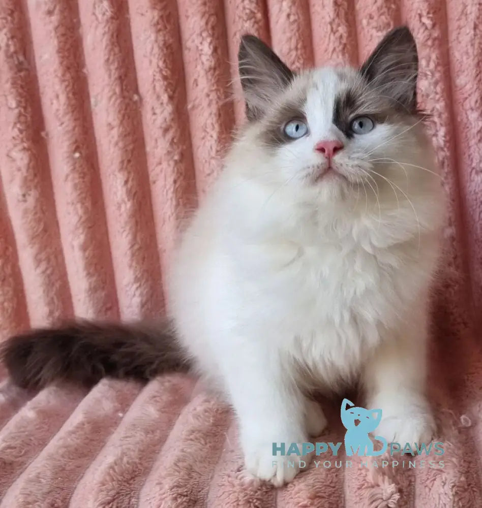 Ujin Siberian male seal tabby with white bicolour live animals