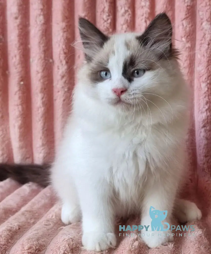 Ujin Siberian male seal tabby with white bicolour live animals