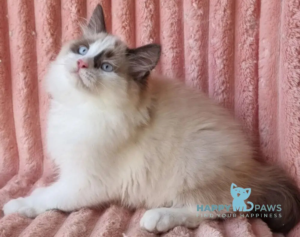 Ujin Siberian male seal tabby with white bicolour live animals