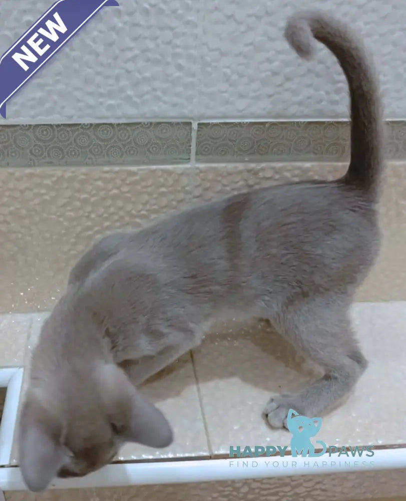 Uki Burmese female blue live animals