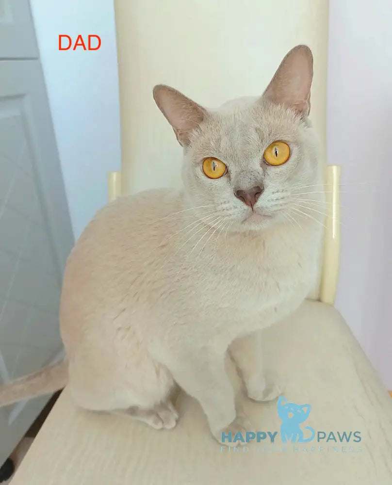Uki Burmese female blue live animals