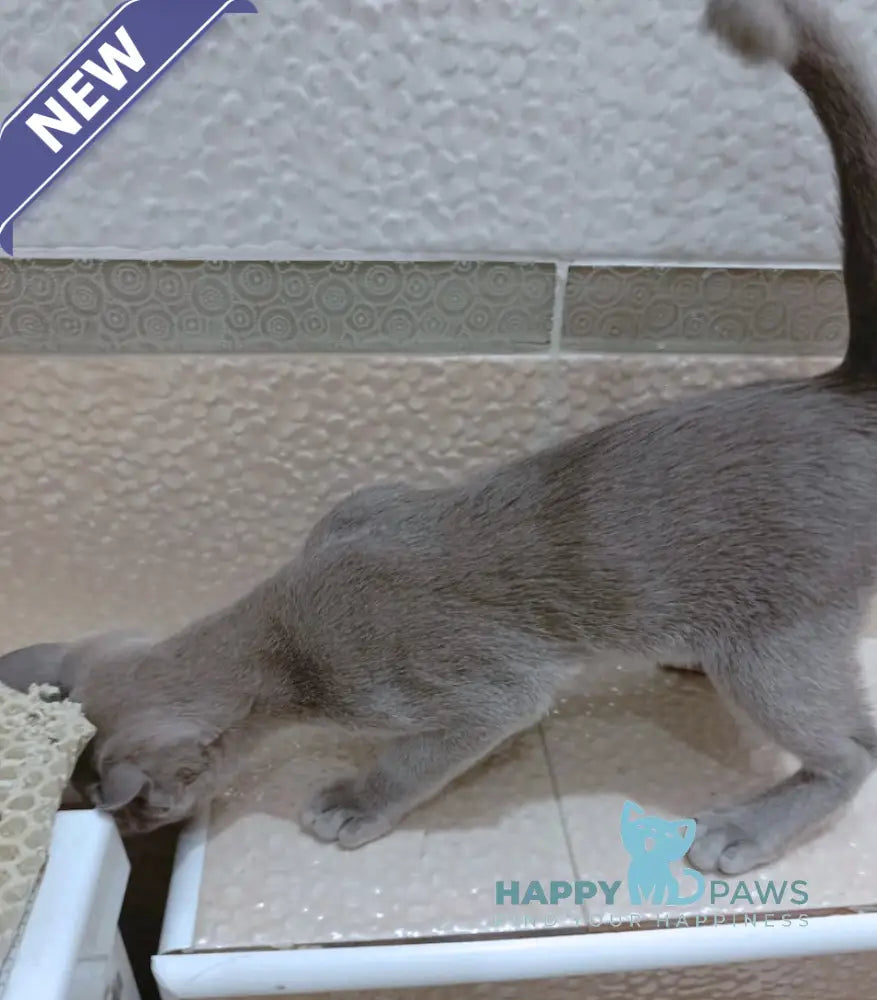 Uki Burmese female blue live animals
