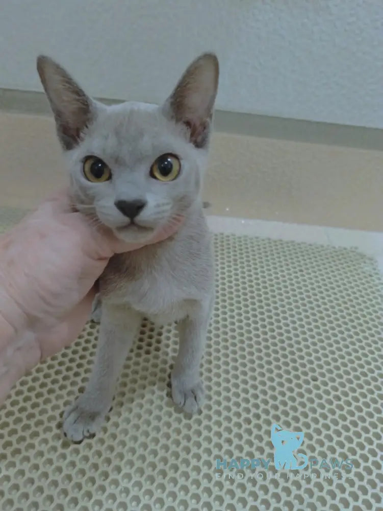 Uki Burmese female blue live animals