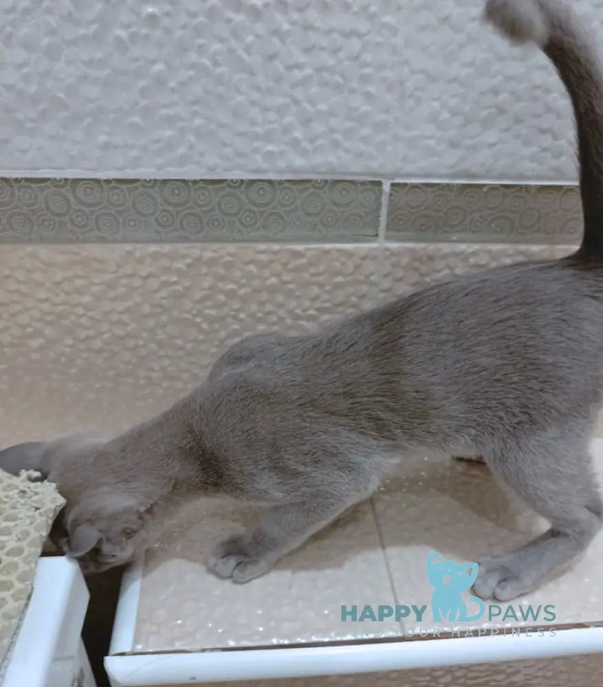 Uki Burmese female blue live animals