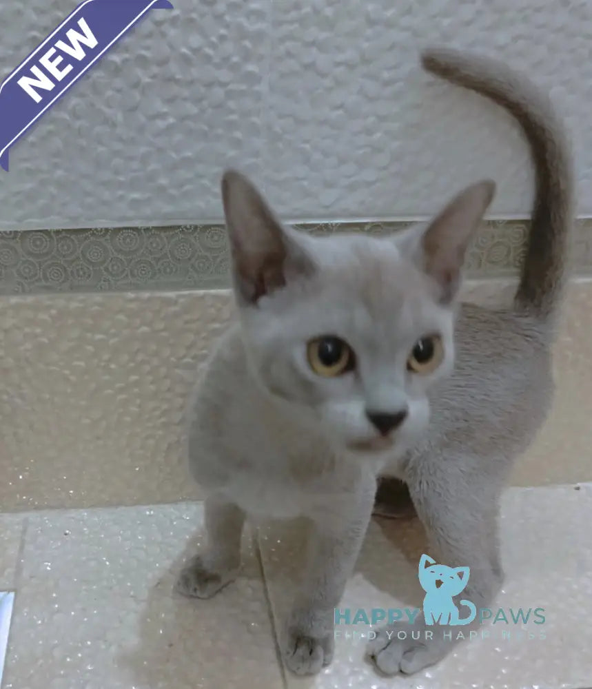 Uki Burmese female blue live animals