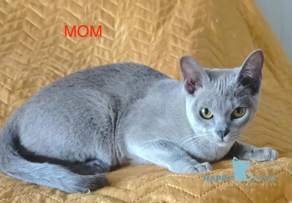Uki Burmese female blue live animals