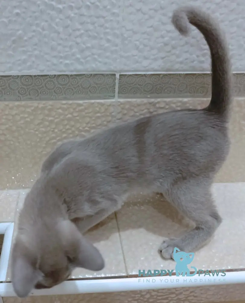 Uki Burmese female blue live animals