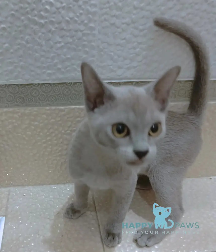 Uki Burmese female blue live animals