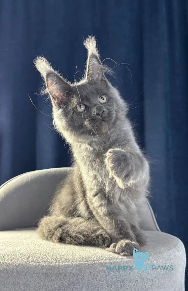 Ukka Maine Coon female blue silver live animals