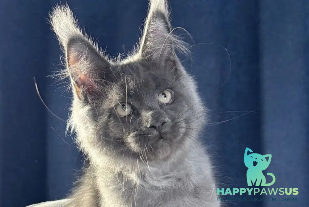 Ukka Maine Coon female blue silver live animals