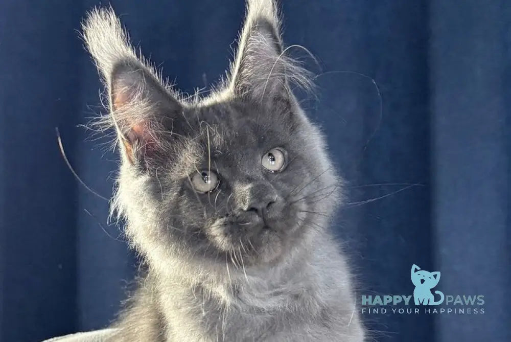 Ukka Maine Coon female blue silver live animals