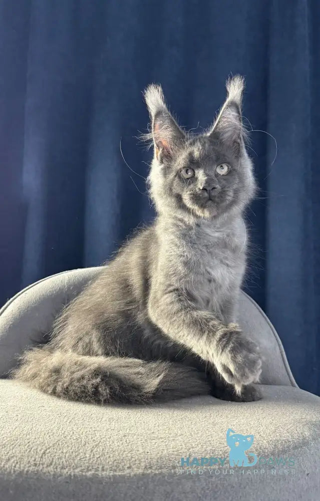 Ukka Maine Coon female blue silver live animals