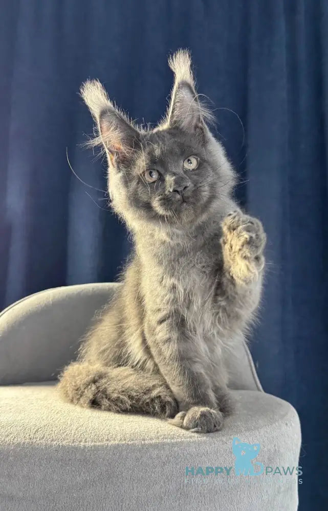 Ukka Maine Coon female blue silver live animals