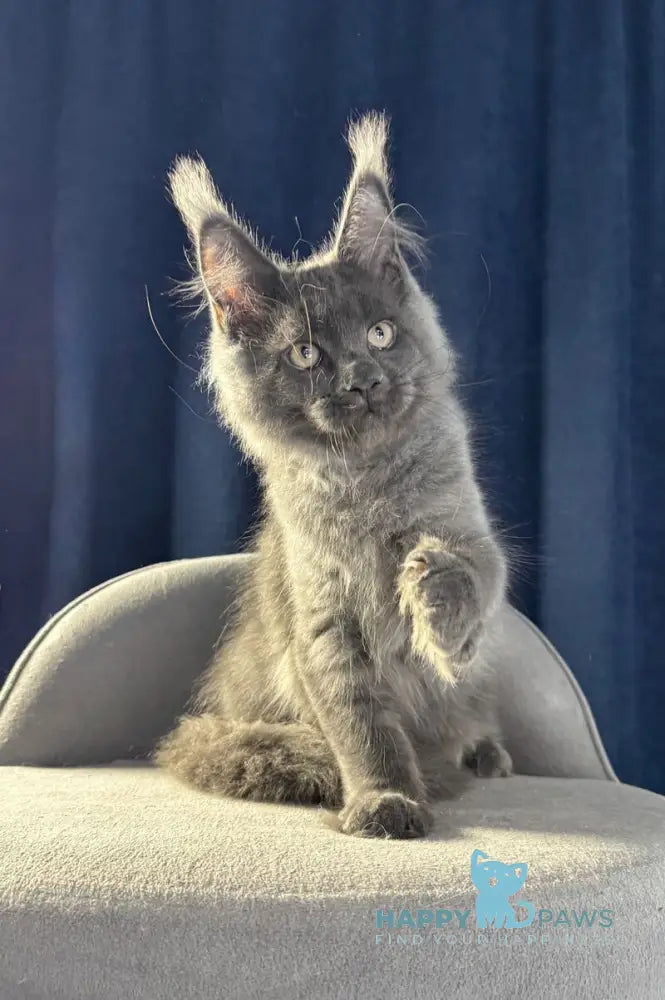 Ukka Maine Coon female blue silver live animals
