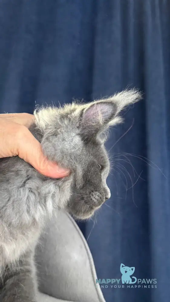 Ukka Maine Coon female blue silver live animals