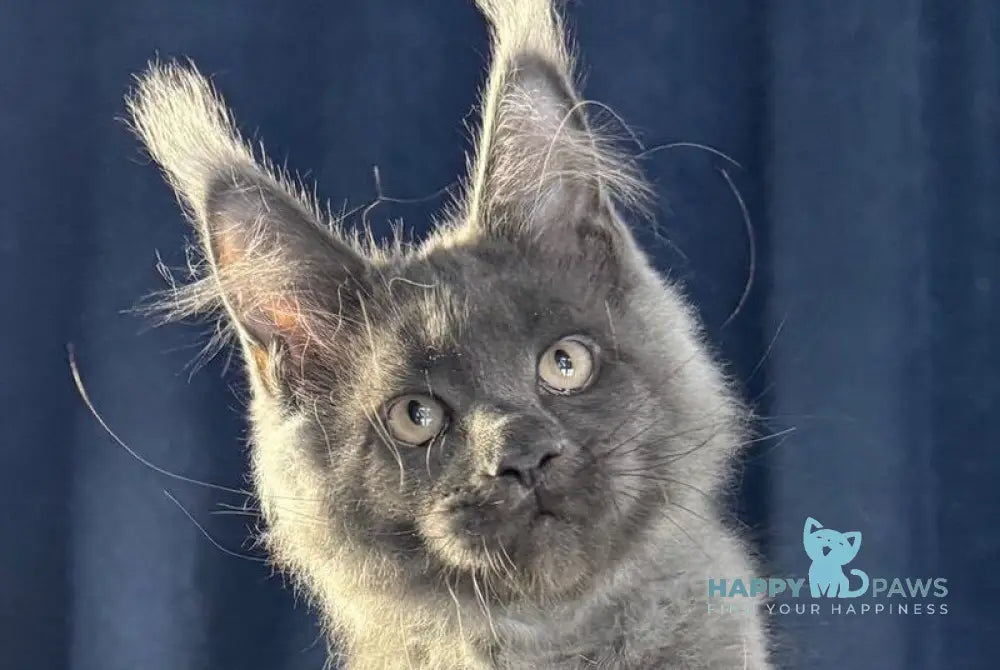 Ukka Maine Coon female blue silver live animals