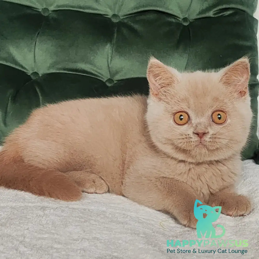 Ukki British Shorthair male fawn - live animals