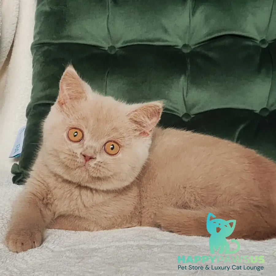 Ukki British Shorthair male fawn - live animals