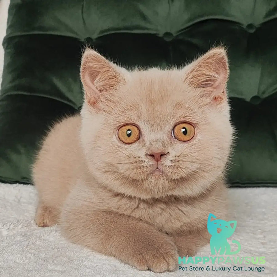 Ukki British Shorthair male fawn - live animals