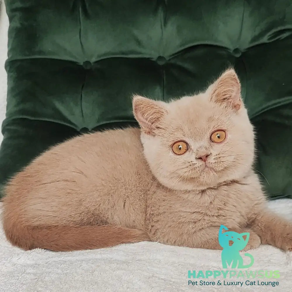 Ukki British Shorthair male fawn - live animals